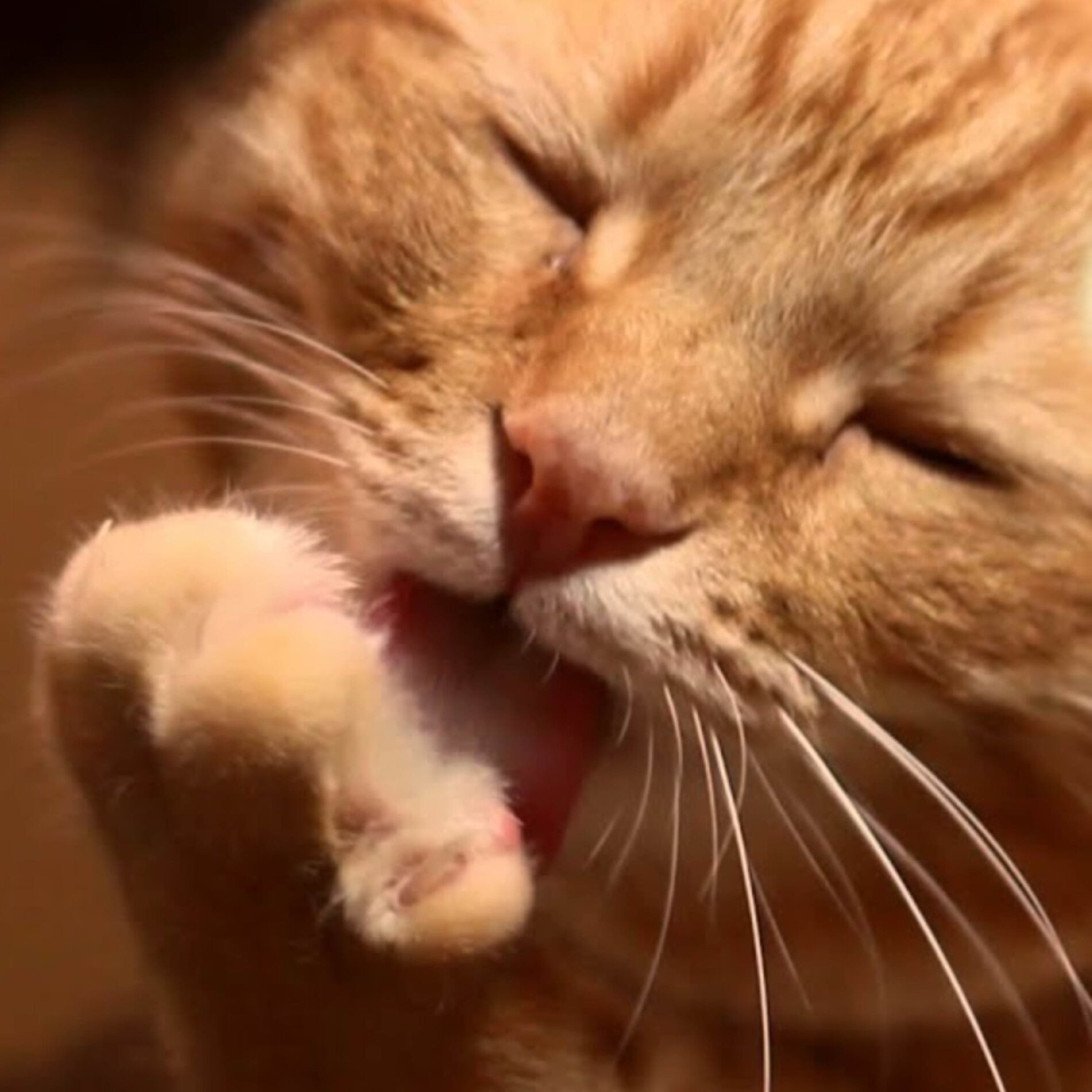 Album cover of Cat Grooming, Licking Paws ASMR