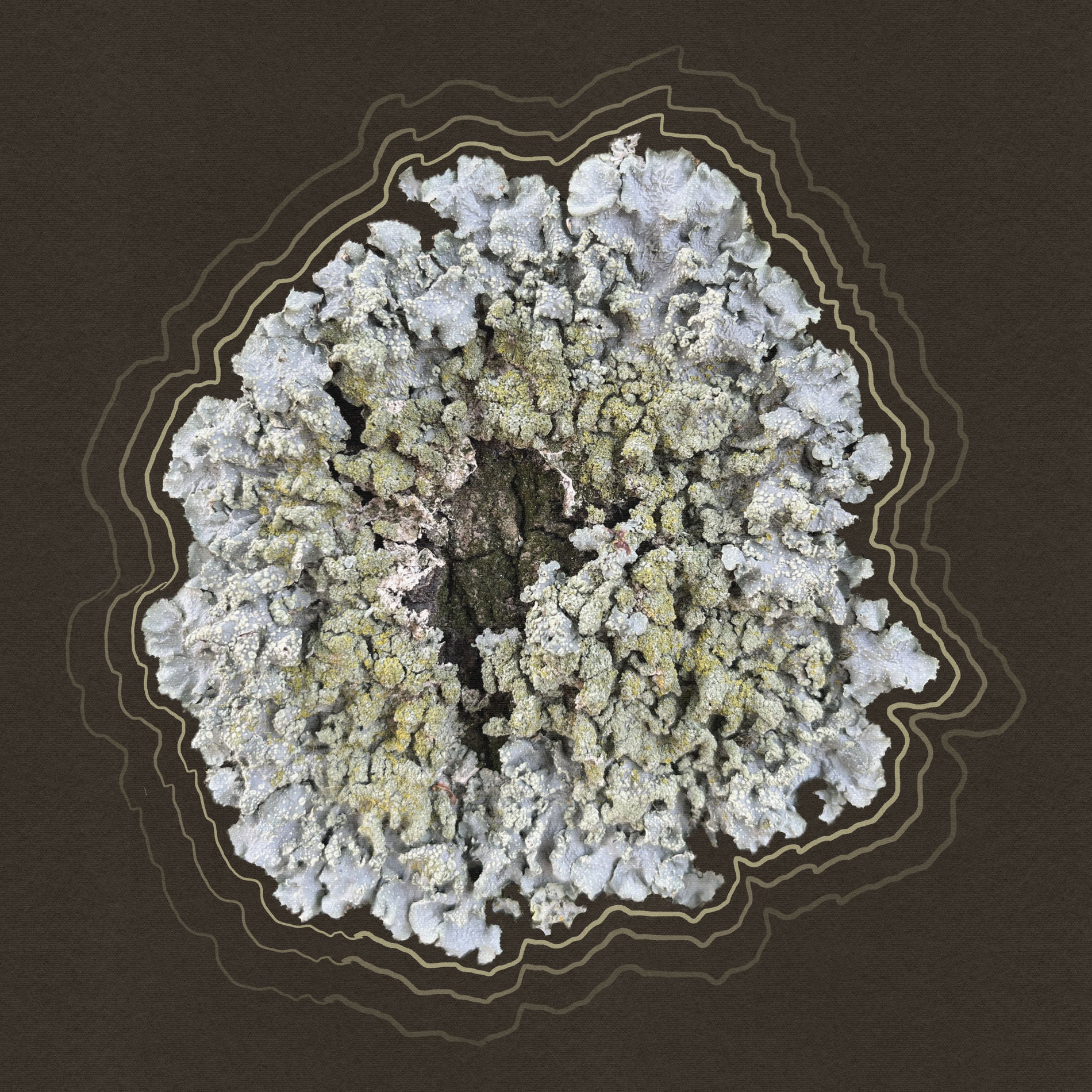 Album cover of Talking to a Tree