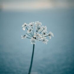 Cover of winter's almost over