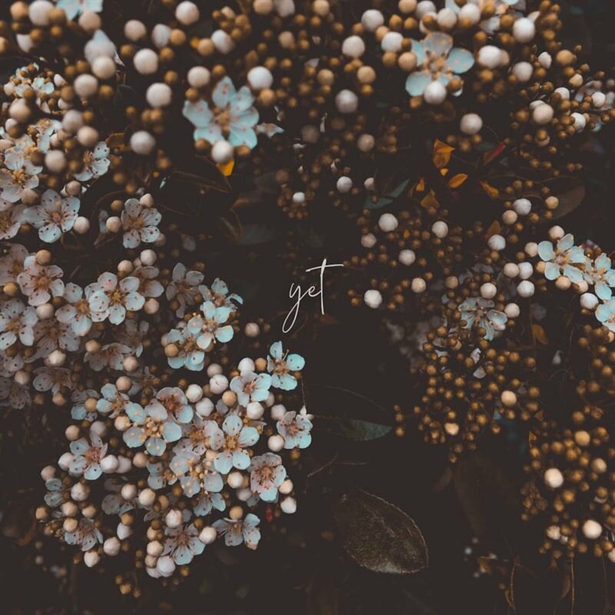 Album cover of Yet