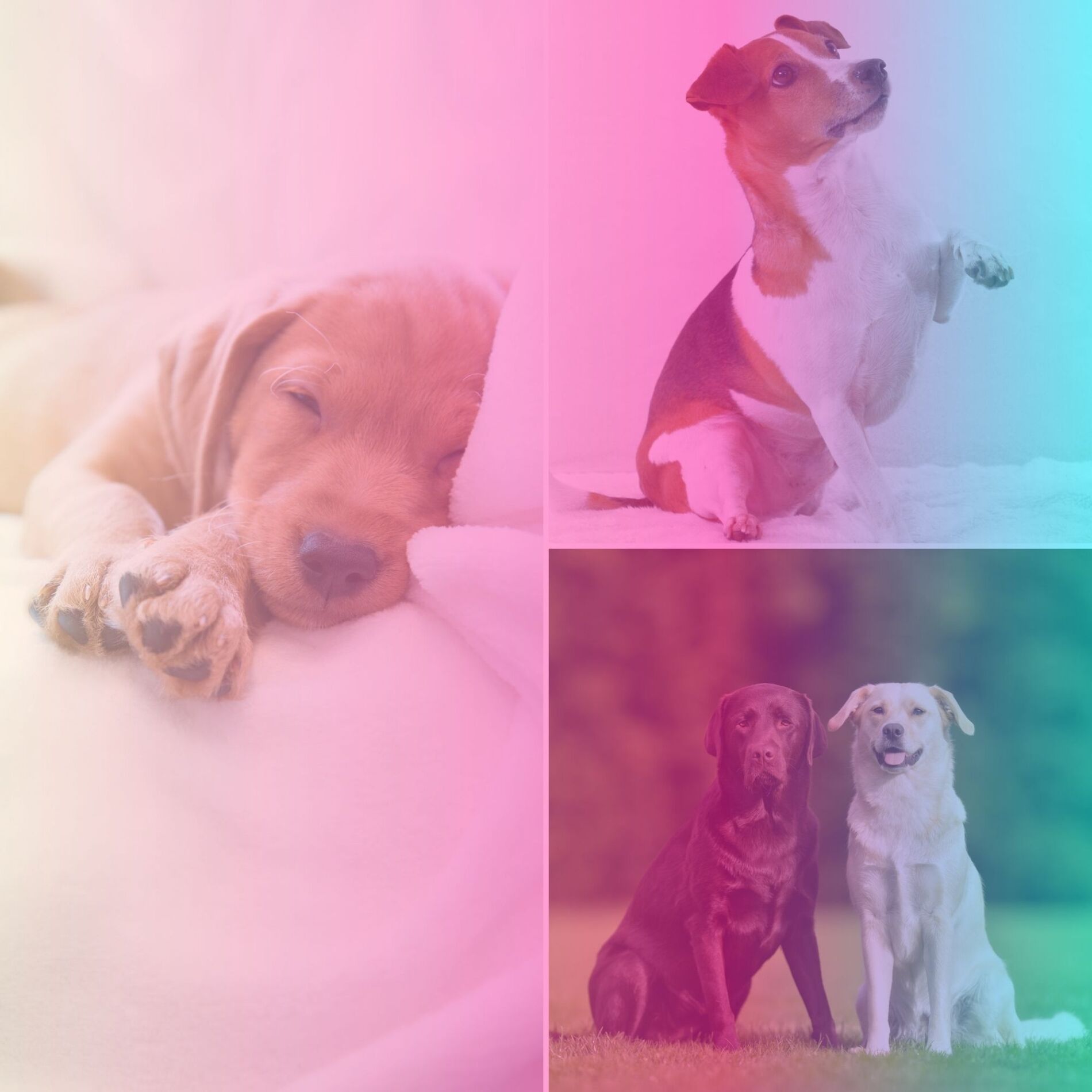 Album cover of Echoes of Doggy Rest