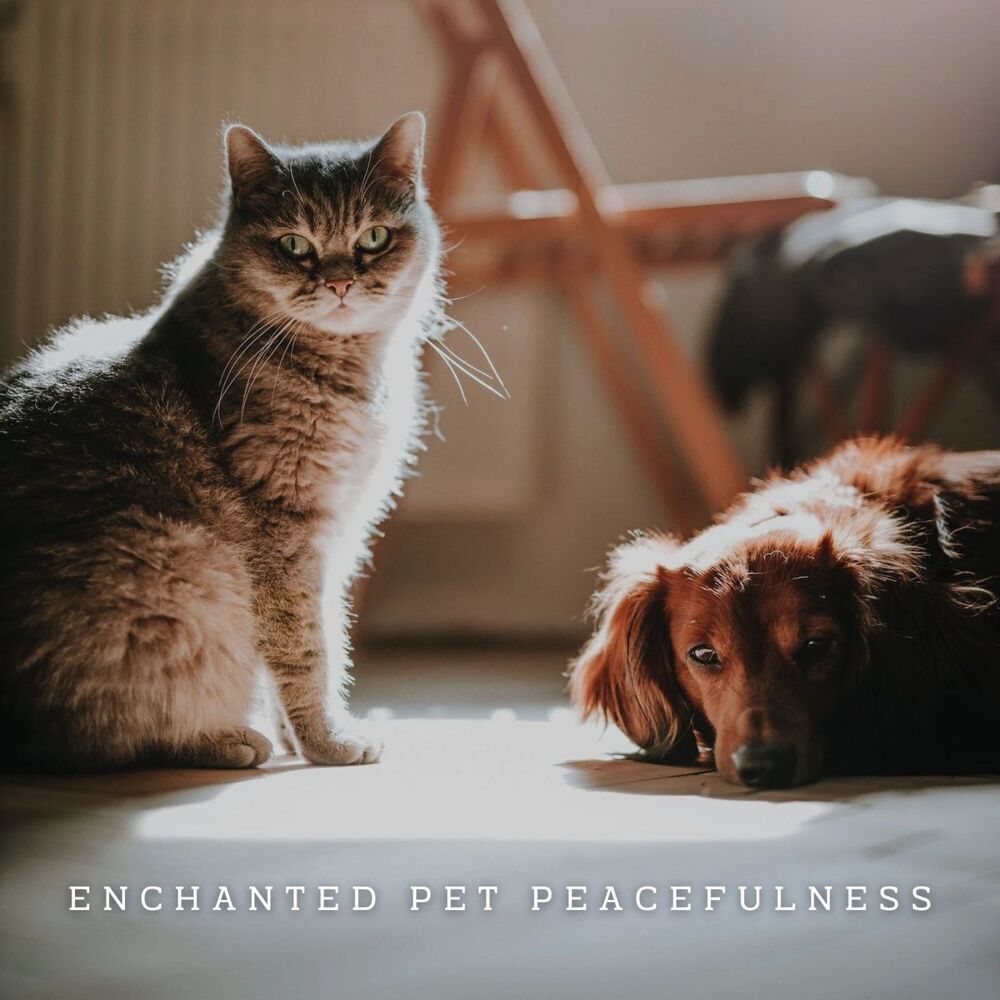 Picture of Harmony Paws: Meditative Piano for Pets