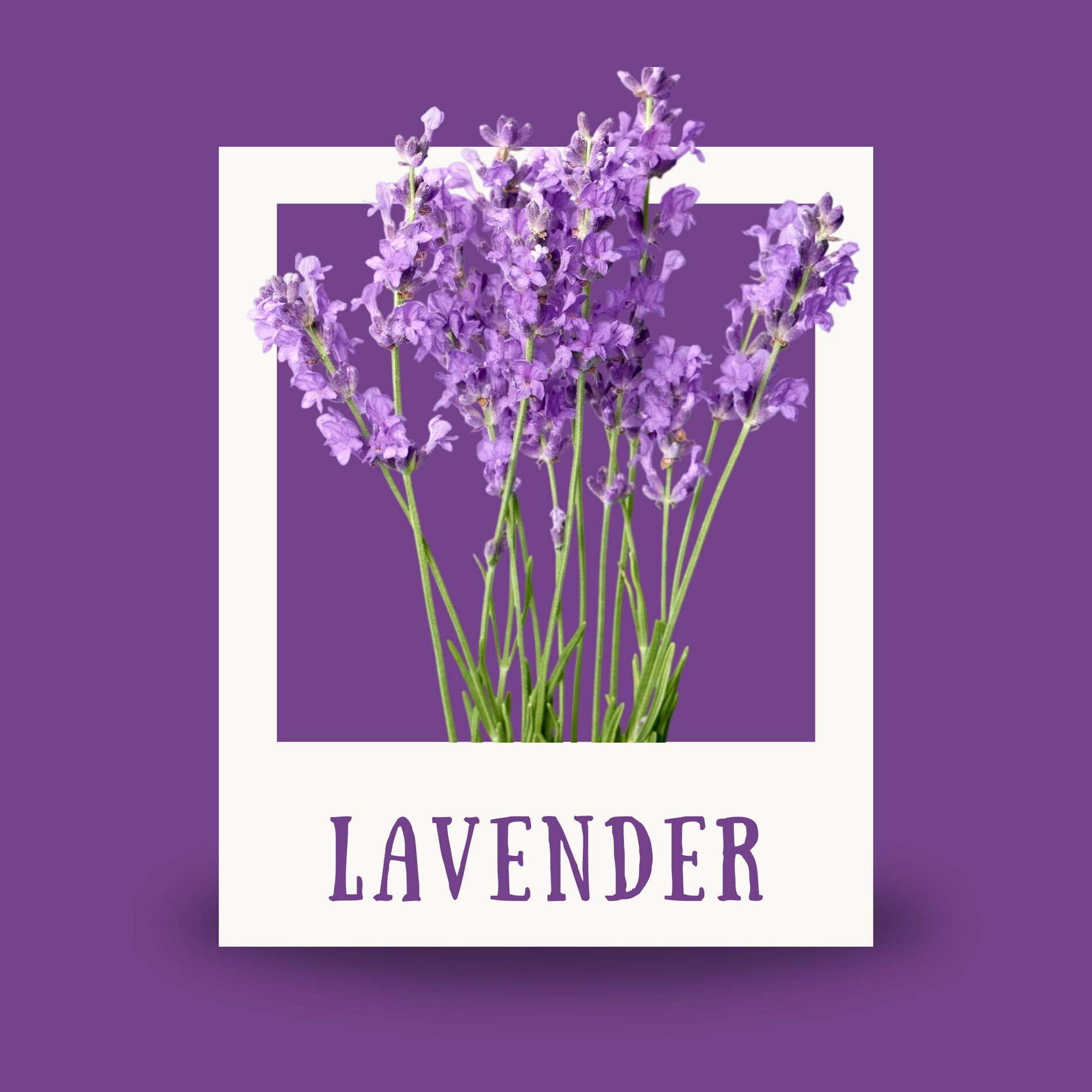 Album cover of Lavender