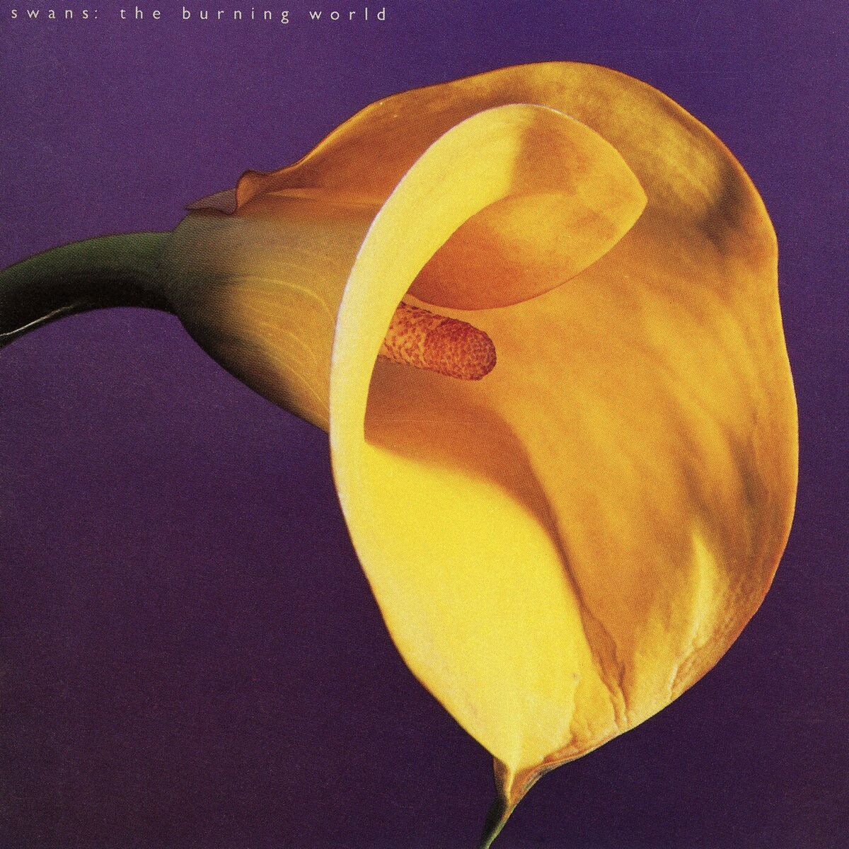 Album cover of The Burning World