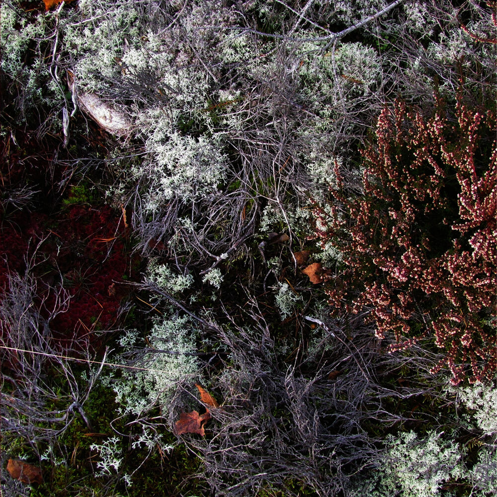 Picture of Mycorrhizae Realm