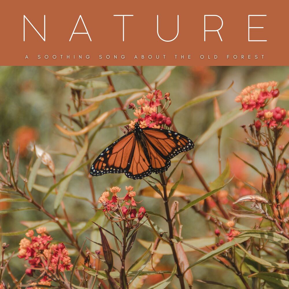 Picture of Nature: A Soothing Song About The Old Forest