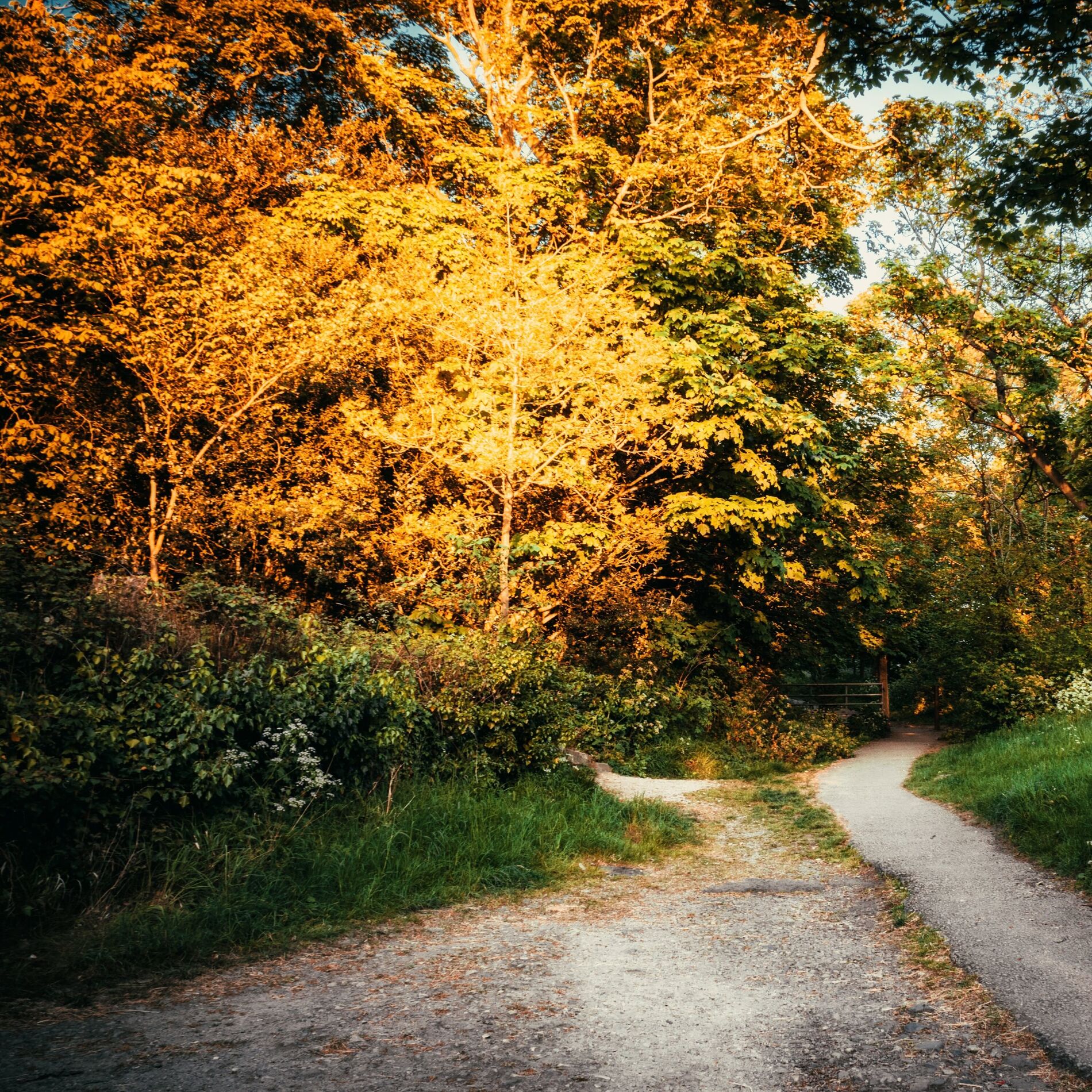 Album cover of Sounds of Nature | Music | Sleep | Yoga | Spa and Sleep