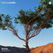 Acacia by Ritual album cover