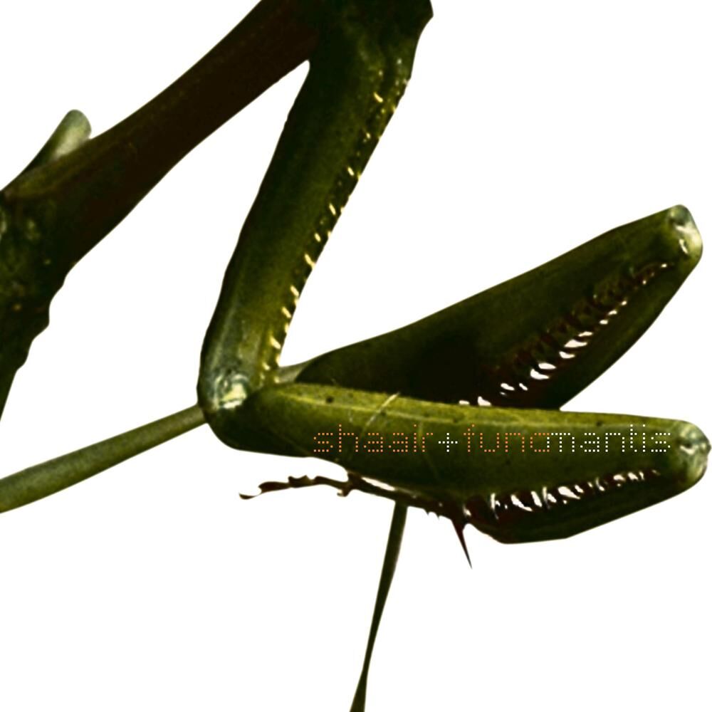 Picture of Mantis -Shaa'ir + Func