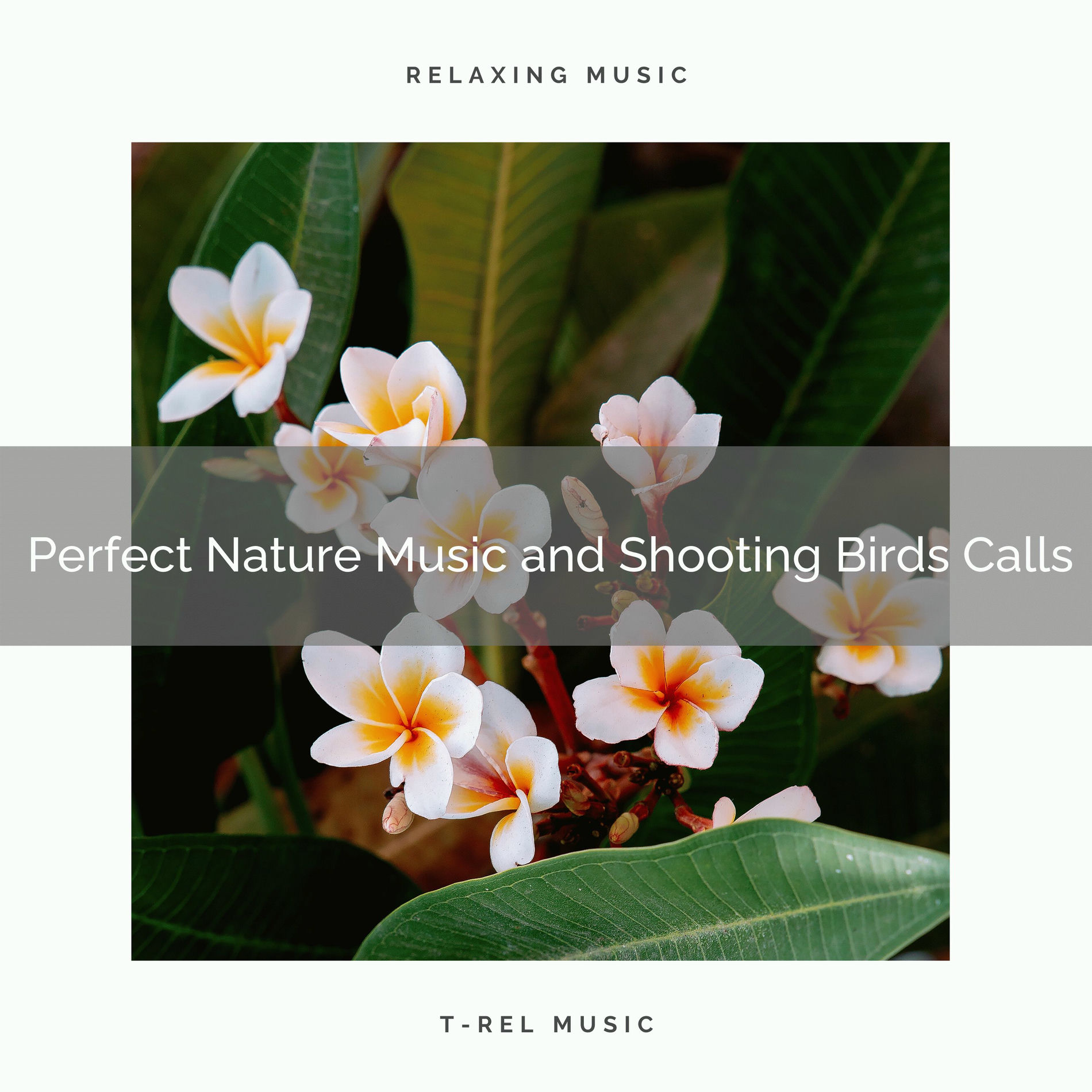 Album cover of ! ! ! ! ! ! ! ! ! ! Perfect Nature Music and Soothing Birds Calls