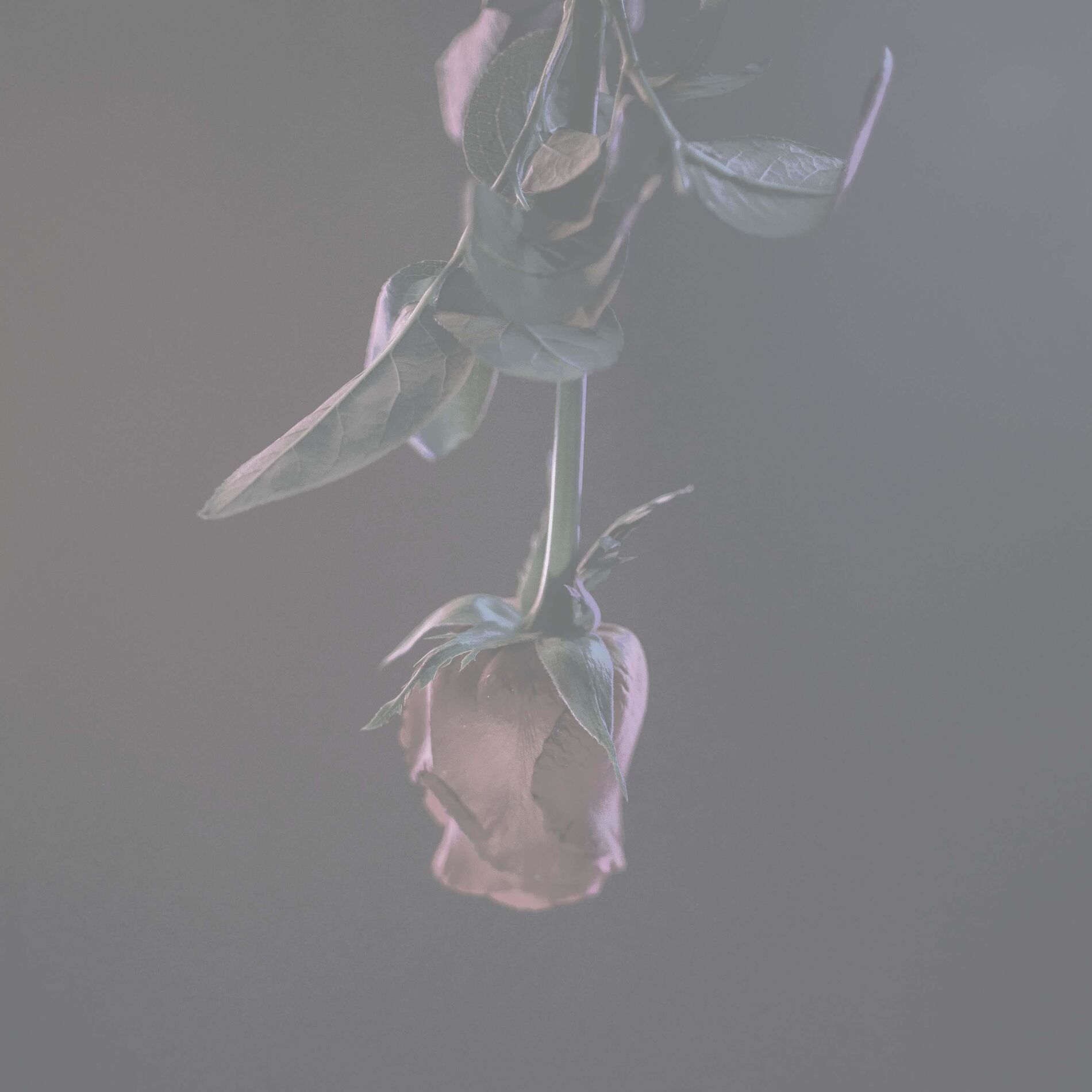 Album cover of Can't Help Falling in Love (Ambient Instrumental Version)