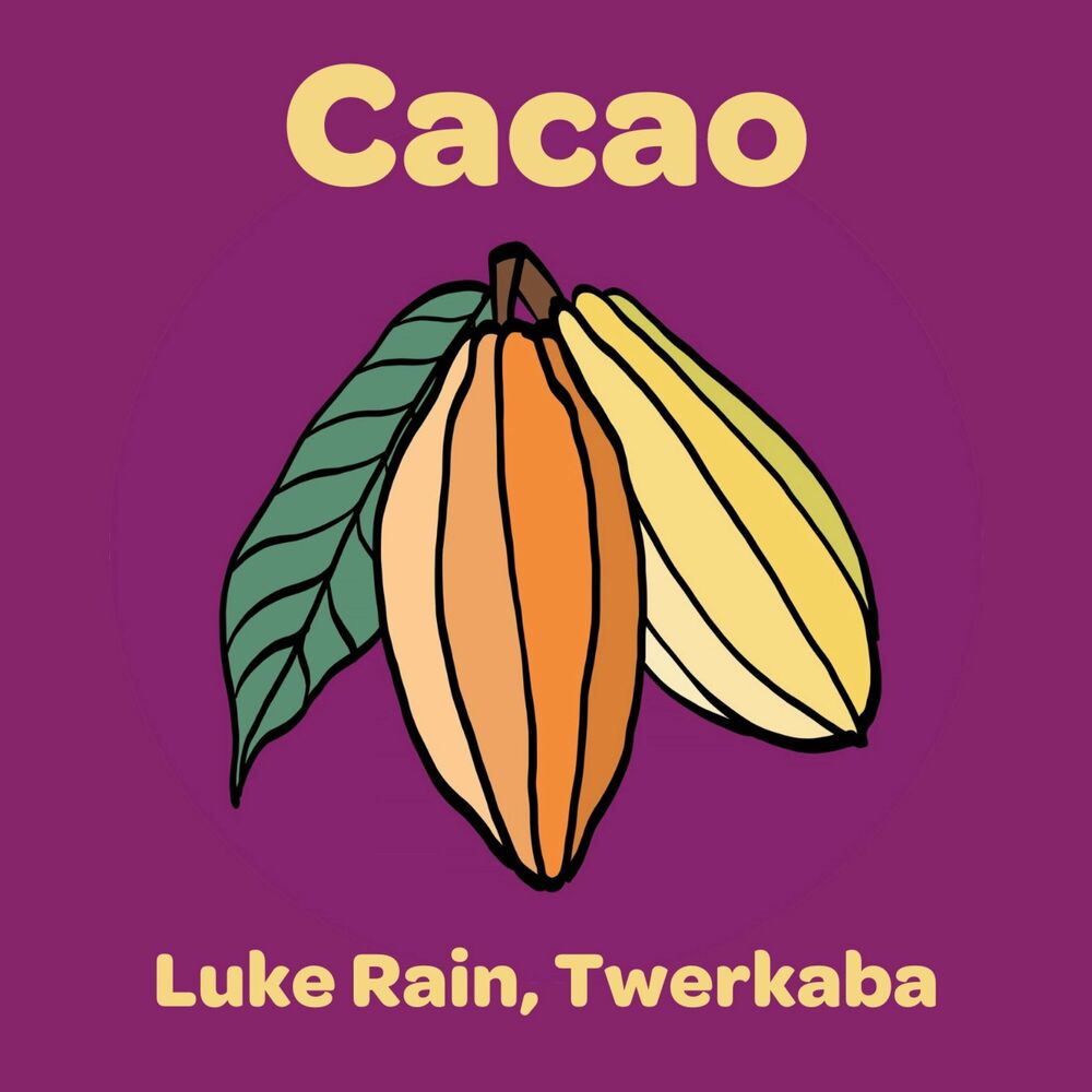Picture of Cacao