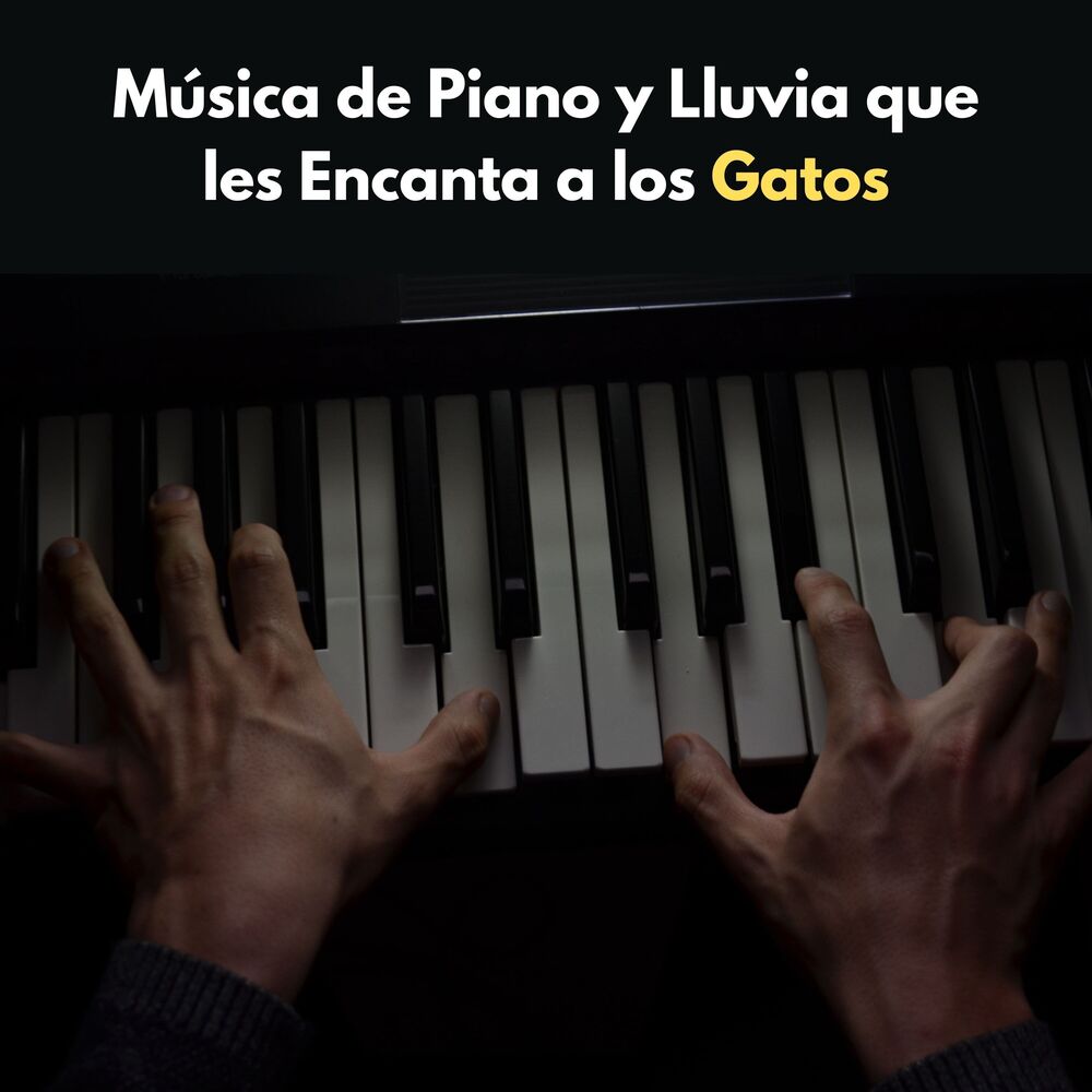 Picture of Música De Piano Y Lluvia Que Les Encanta A Los Gatos