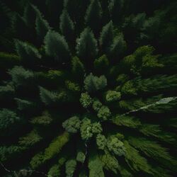 Cover of Rooted in Nature