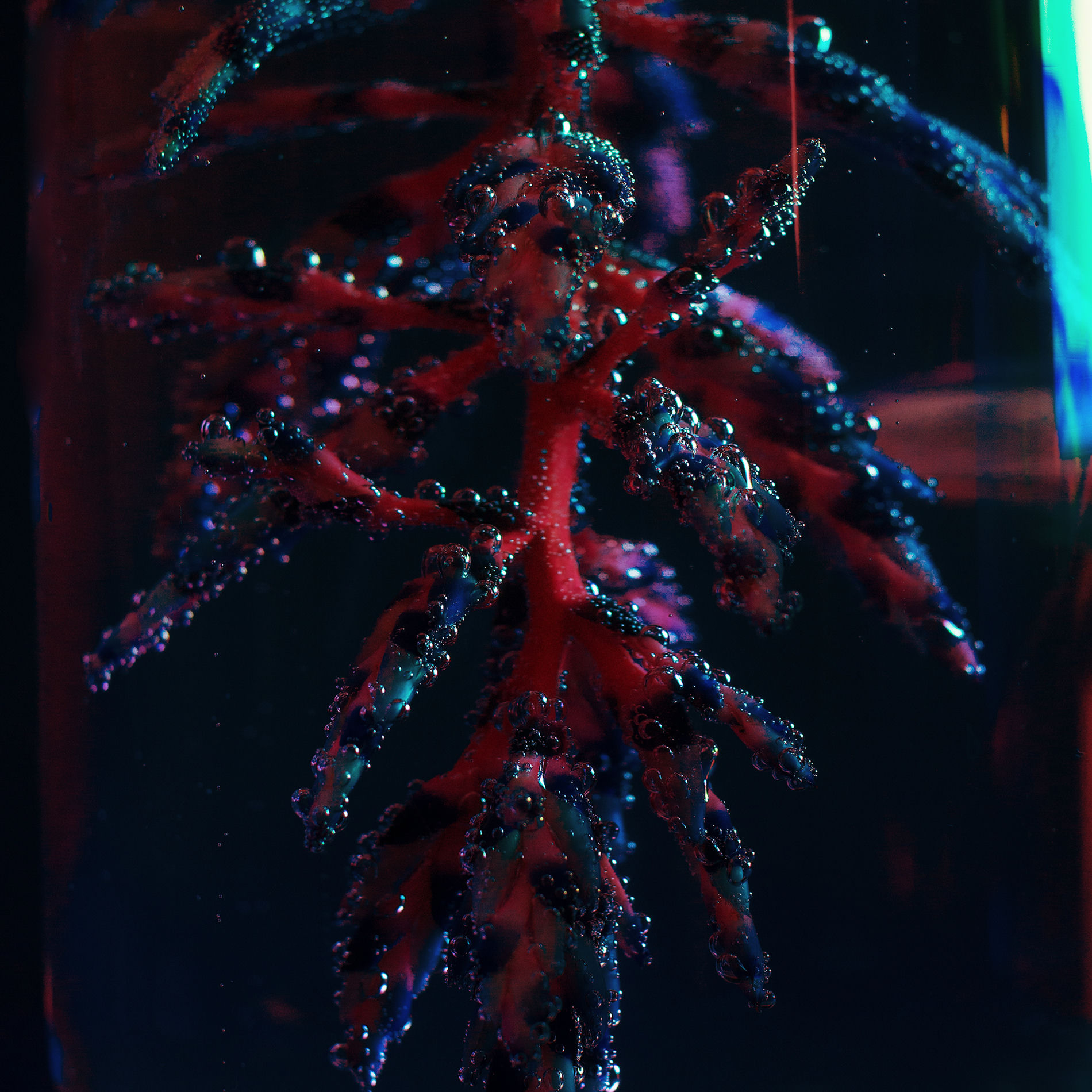 Album cover of Cocoon Crush