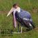 Marabu