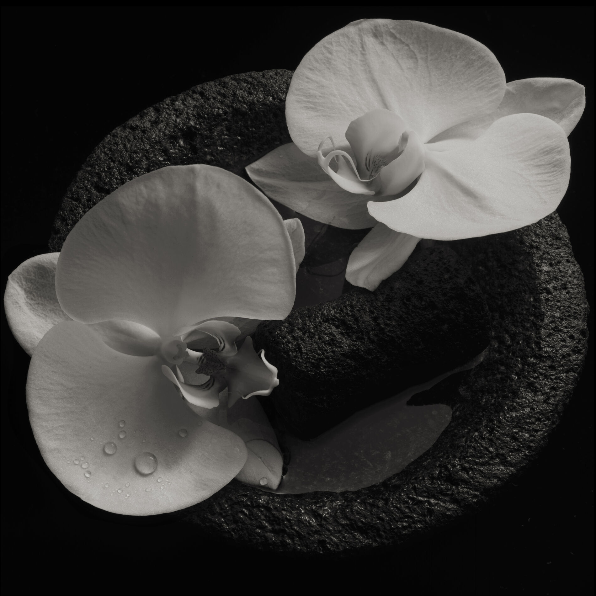 Album cover of Corpse Flower