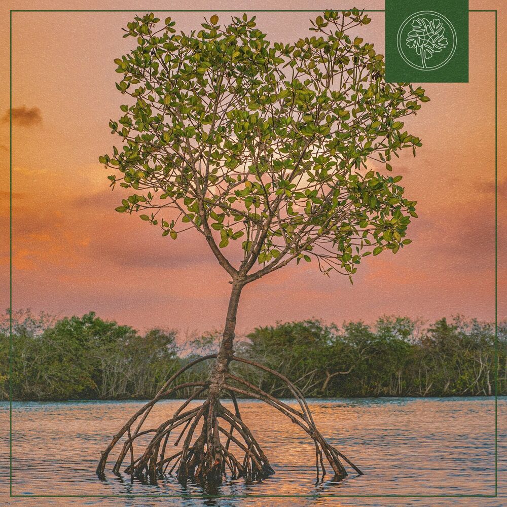 Picture of Mangroves