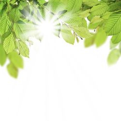 Cover of Dofla