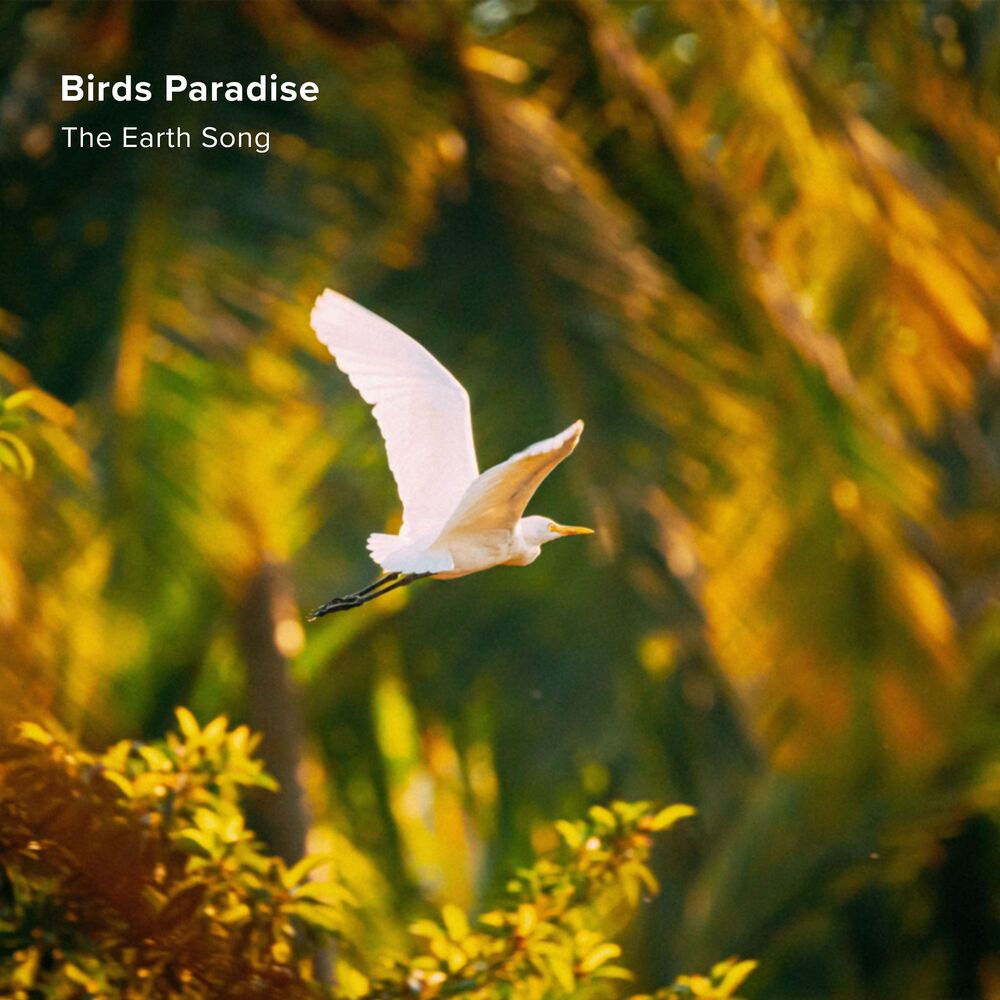 Picture of Birds Paradise