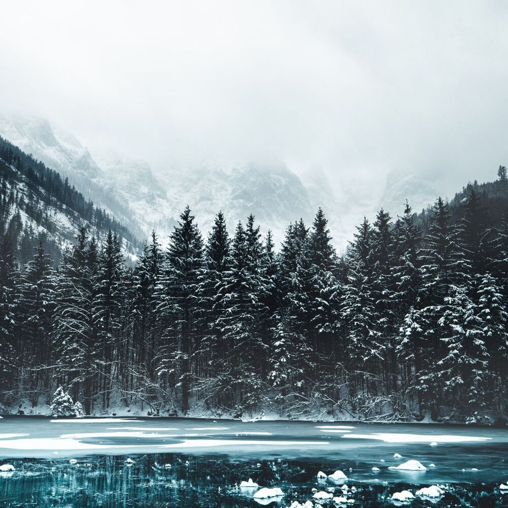 Picture of Escape Into the Deep Forests