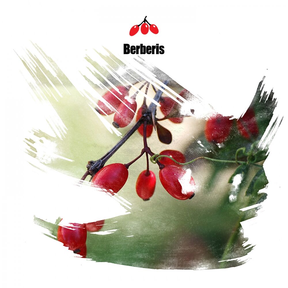 Picture of Berberosia EP
