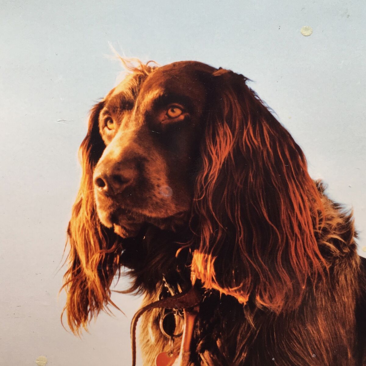 Album cover of The Secret of Happiness
