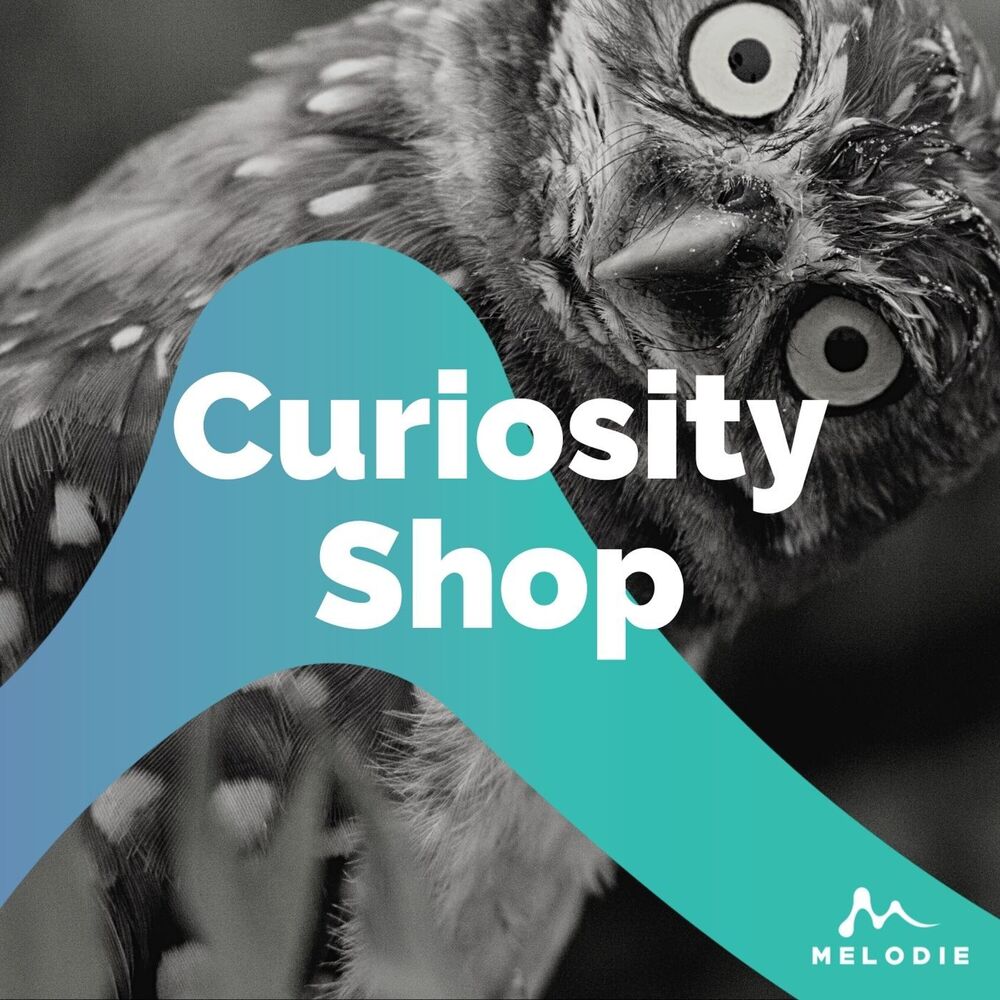 Picture of Curiosity Shop