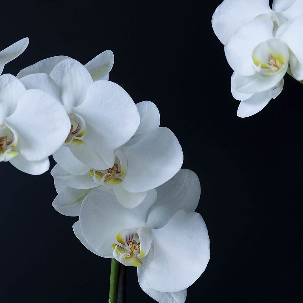 Picture of Orchid
