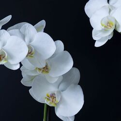 Cover of Orchid