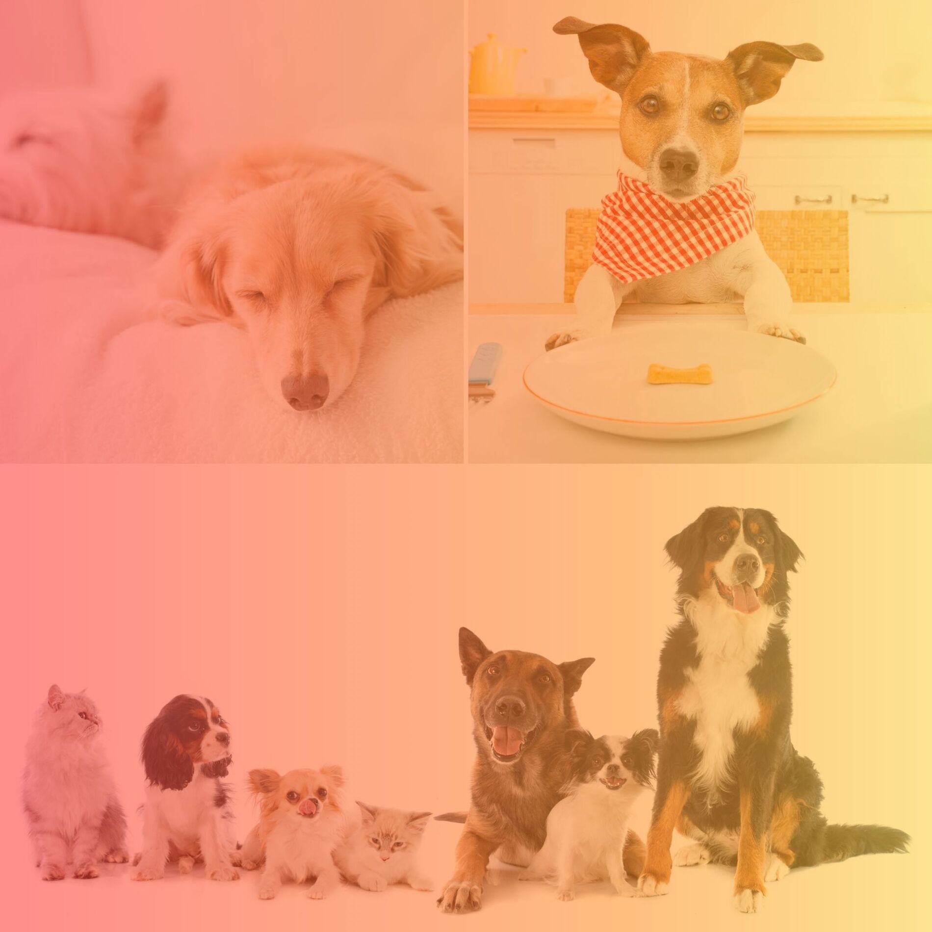 Album cover of Lively Bebop - Background for Worshiping Your Dog