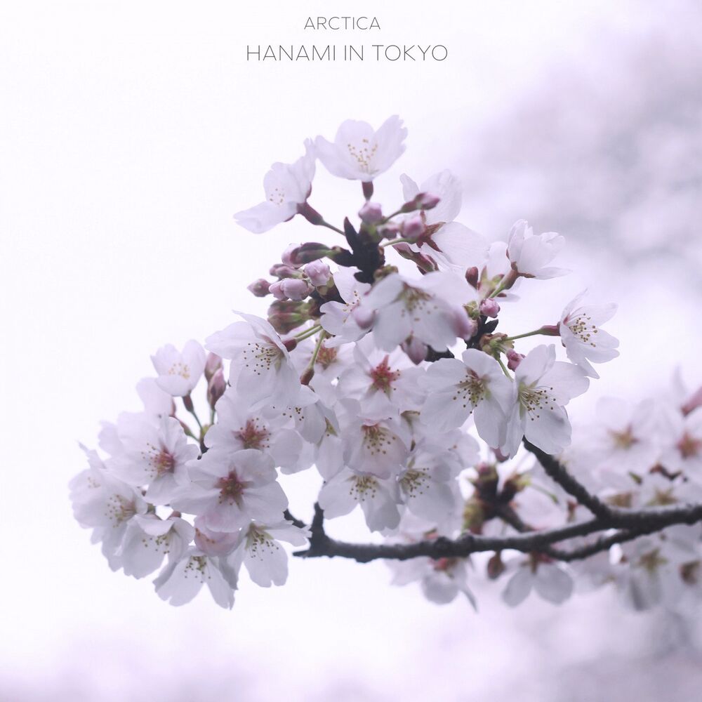 Picture of Hanami in Tokyo