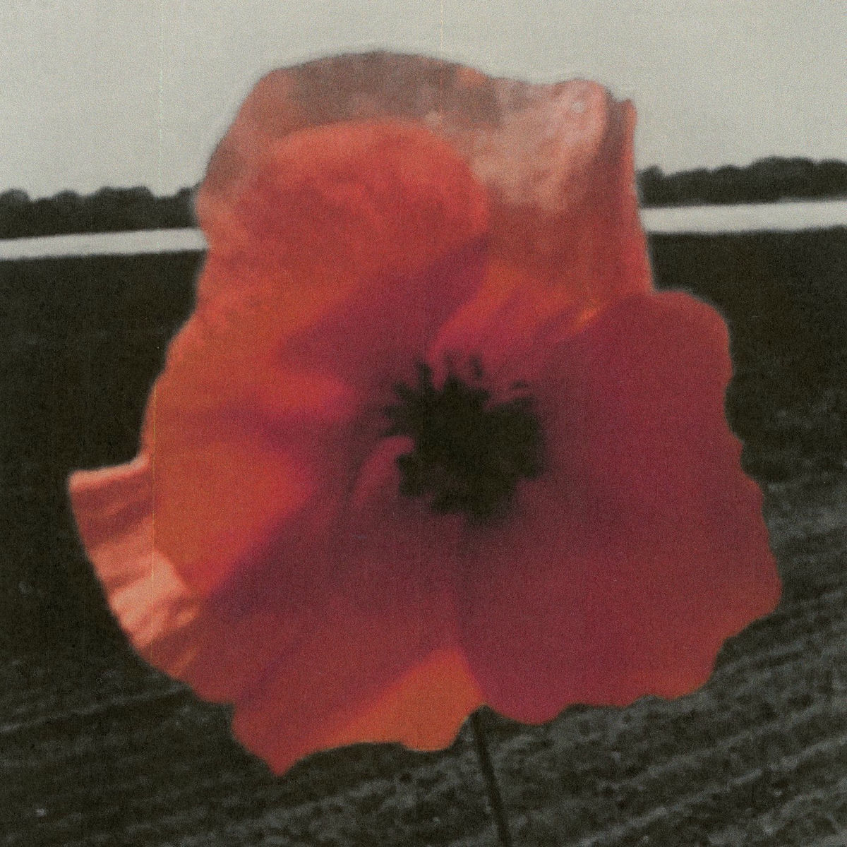Album cover of Seven Red Rose Tattoos
