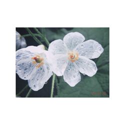 Cover of umbrella leaf
