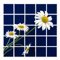 Daisies