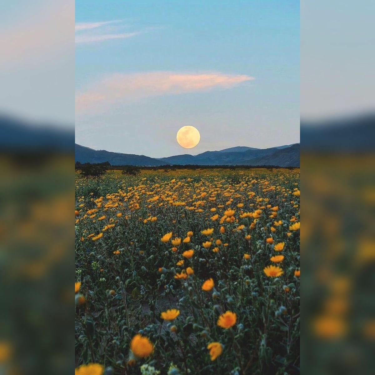 Album cover of oceanviews!