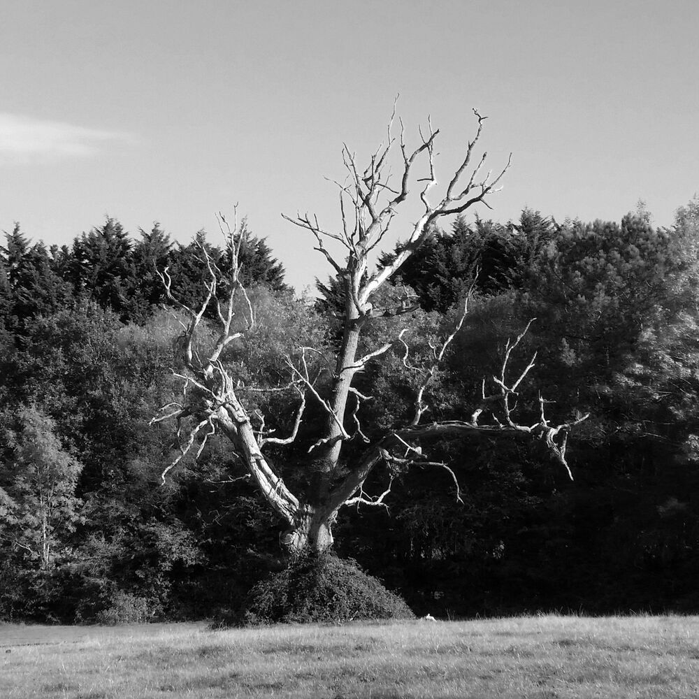Picture of The Lightning Tree