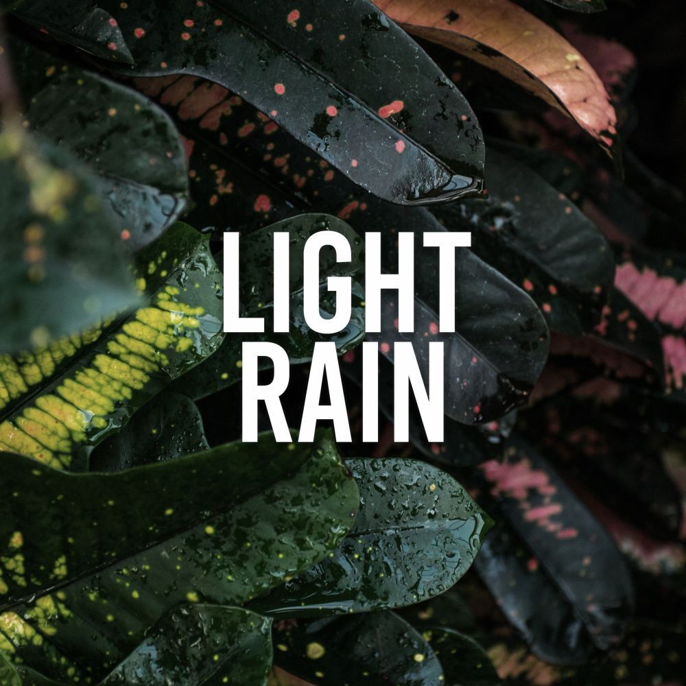 Picture of Light Rain