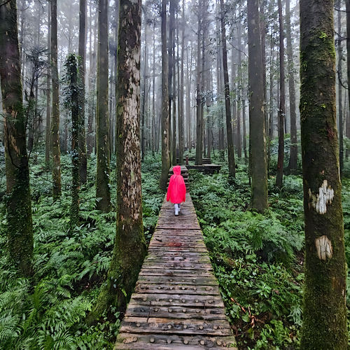 CLOUDFOREST