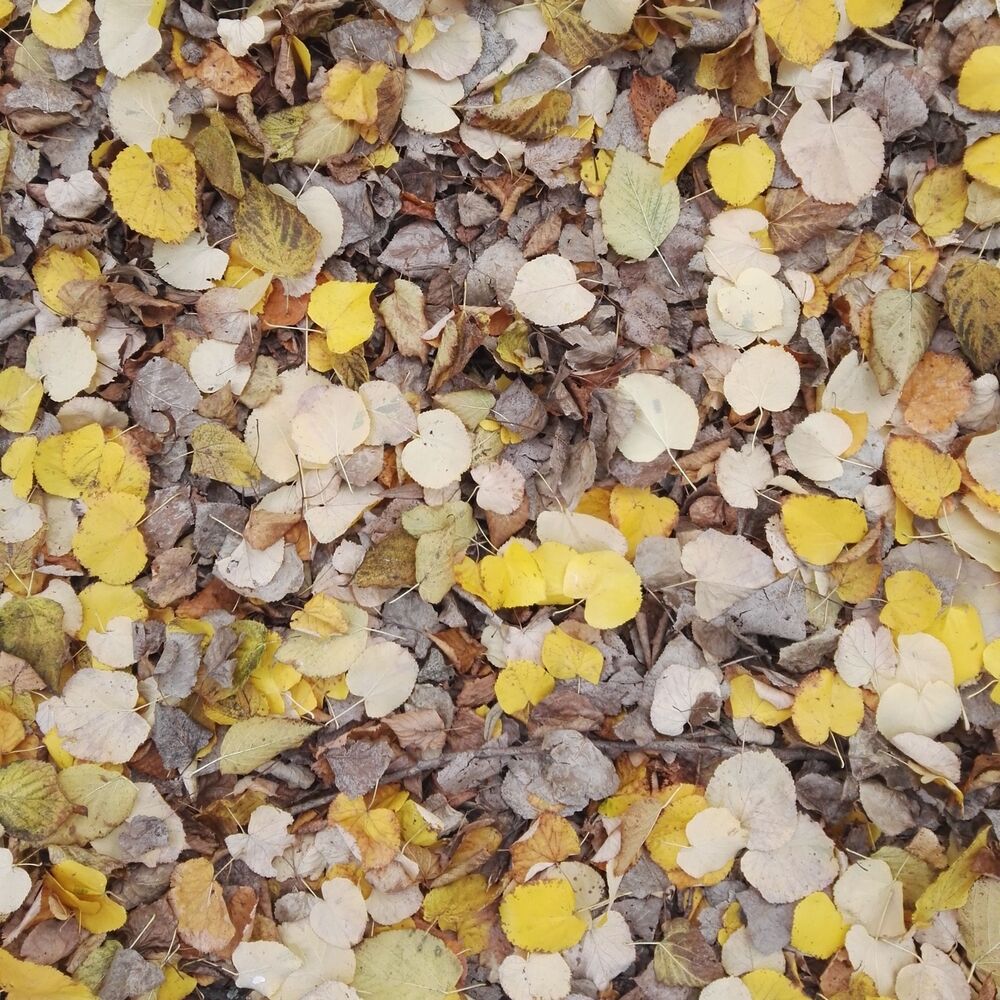 Picture of Letztes Blatt