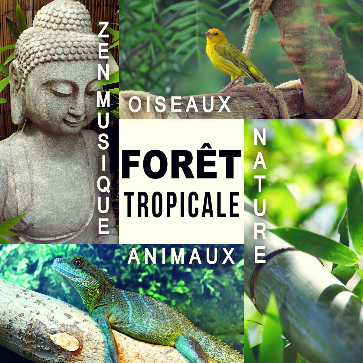 Album cover of La nature est belle - Les oiseaux