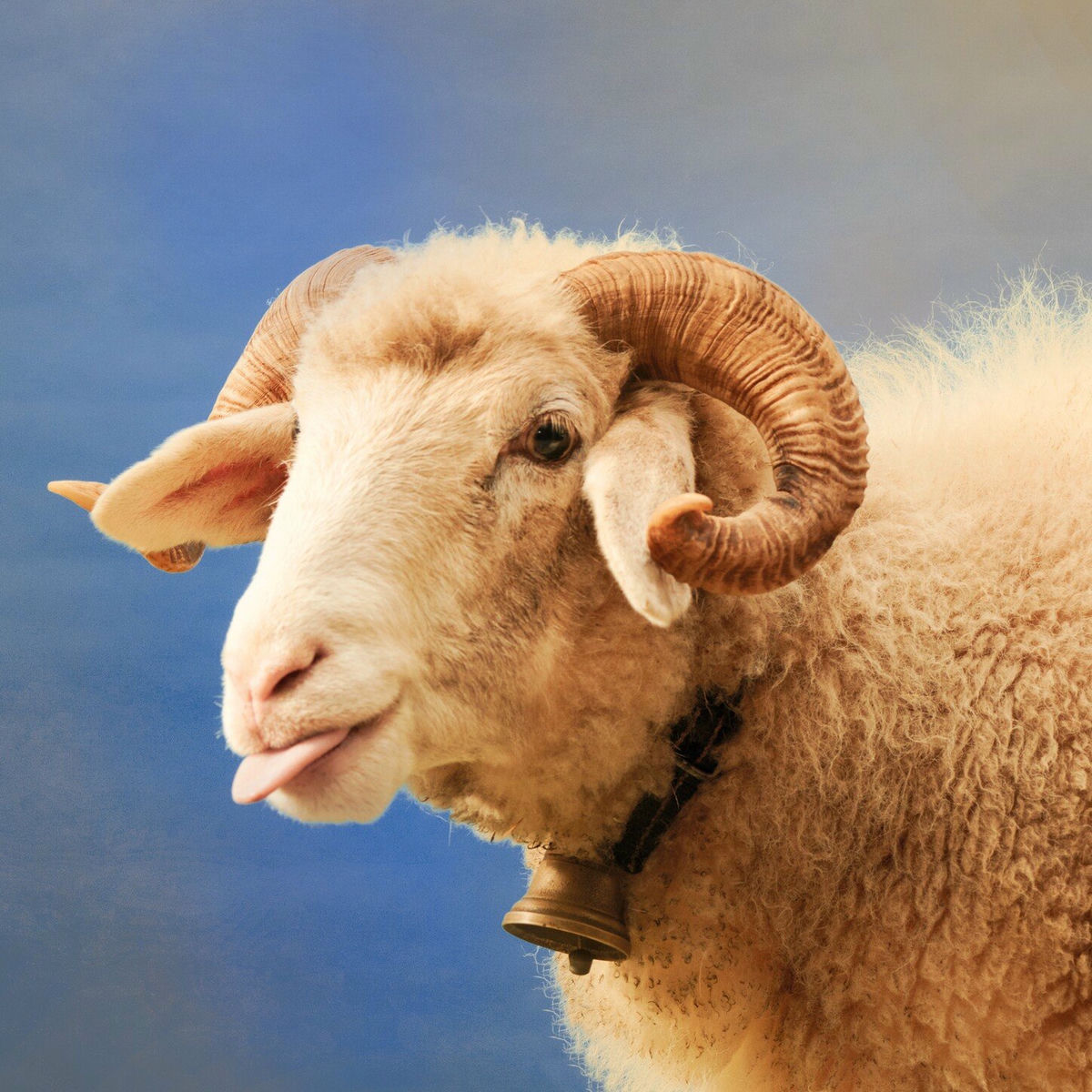 Album cover of Sous les racines (Mit De Rabe)