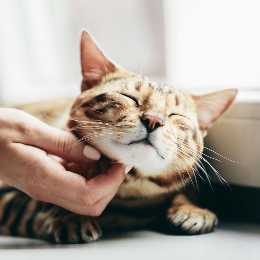Picture of Serenade of Cat Meows: Soothing Chill Music for Peaceful Purrs