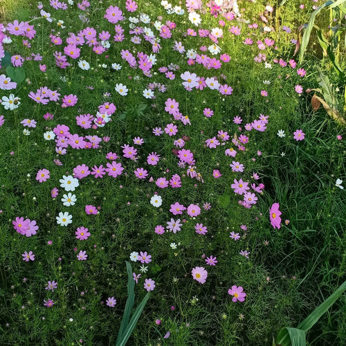 红花配牡丹