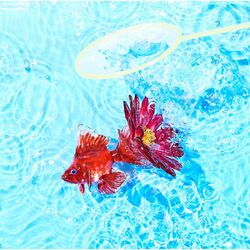 Cover of Aster