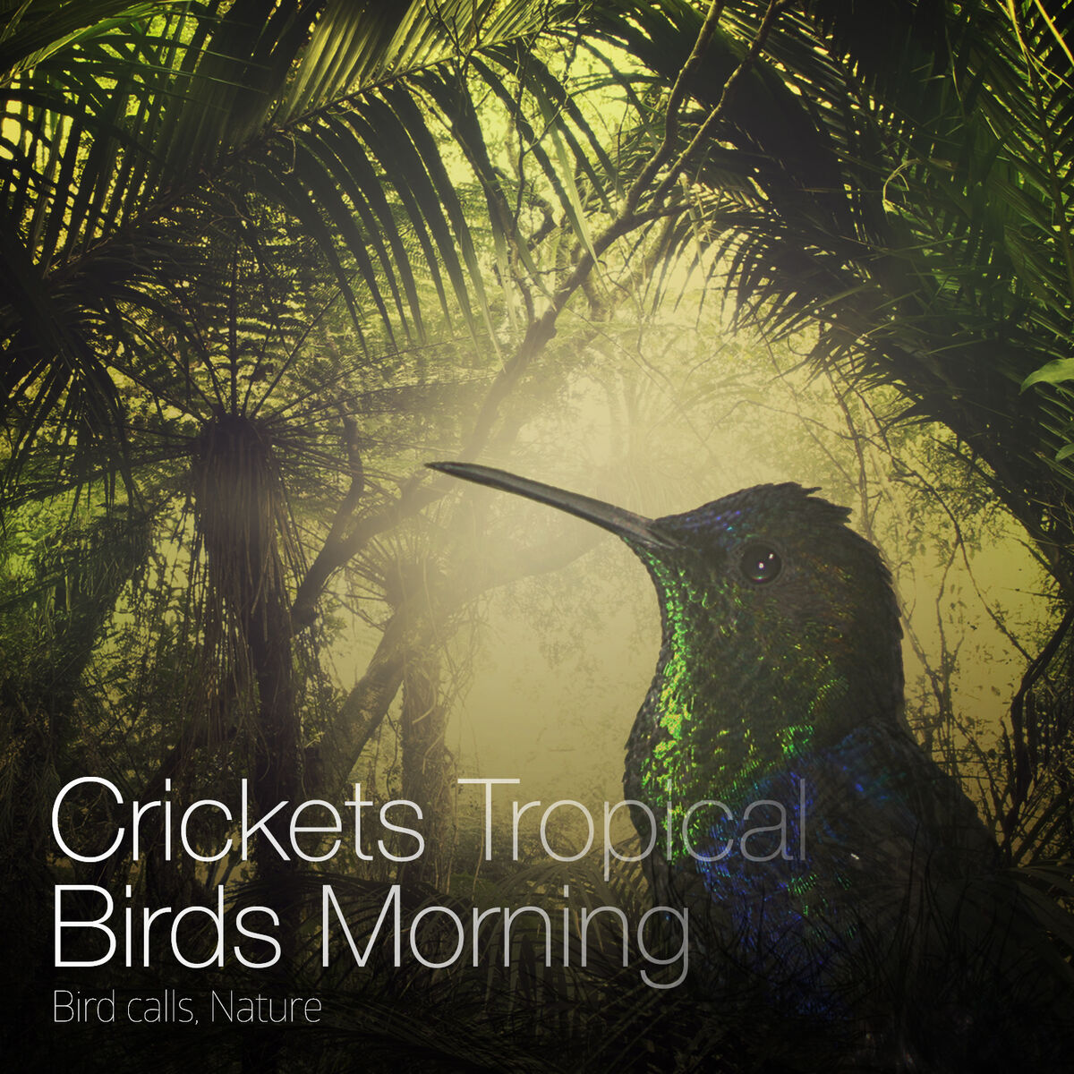 Album cover of Crickets Tropical Birds Morning - Birds, Bird Calls