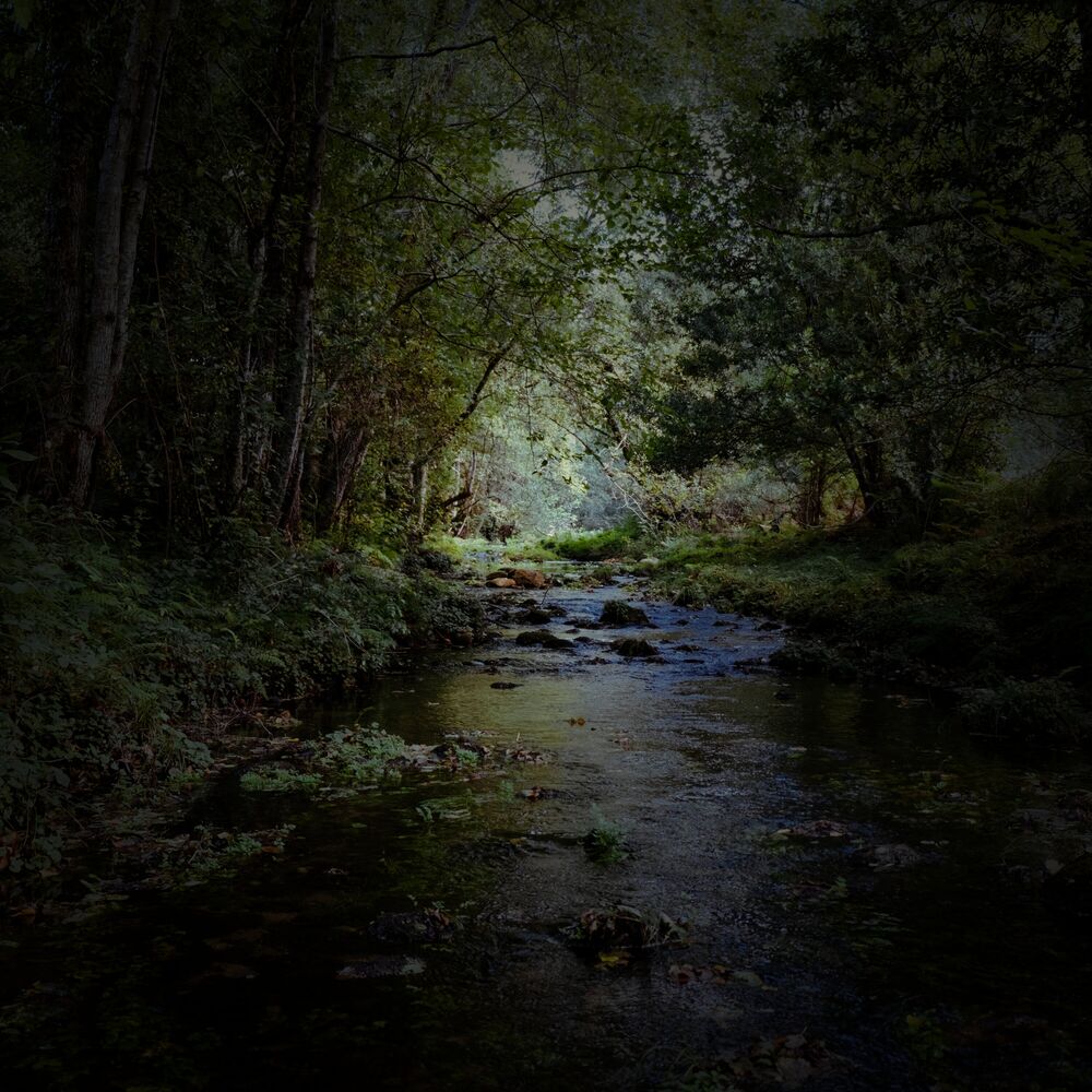 Picture of Forest Creek