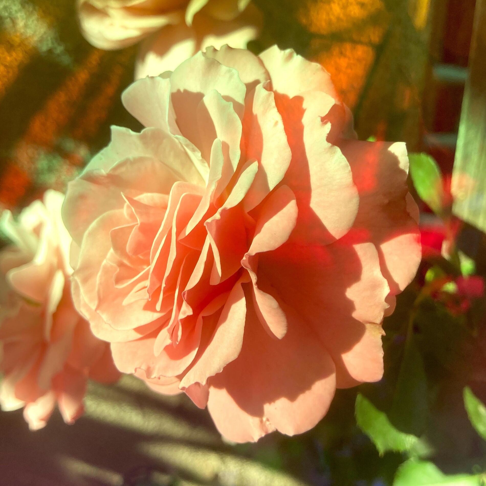 Album cover of Sunbeams