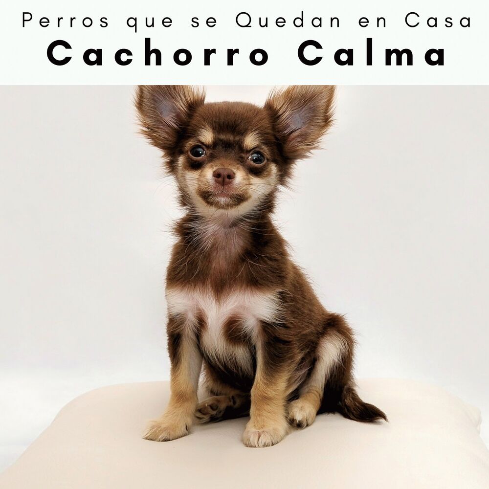 Picture of 4 Patas: Cachorro Calma