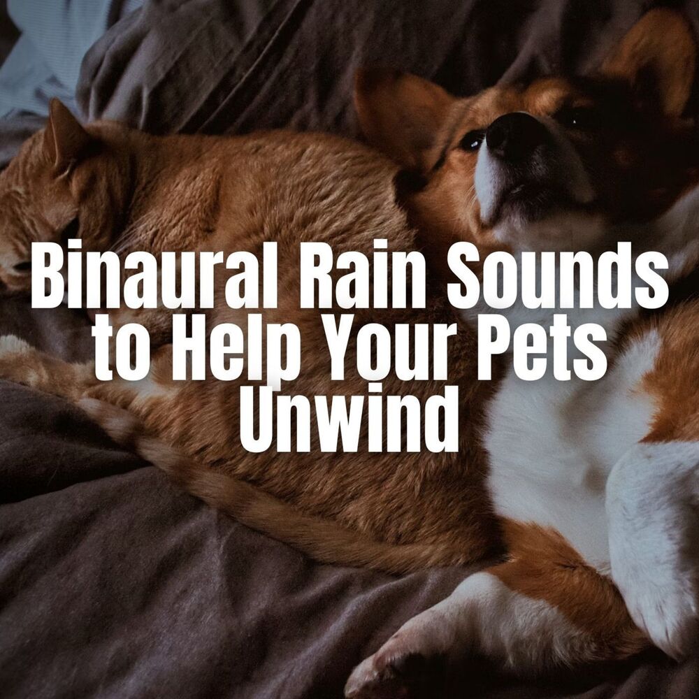 Picture of Binaural Rain Sounds to Help Your Pets Unwind